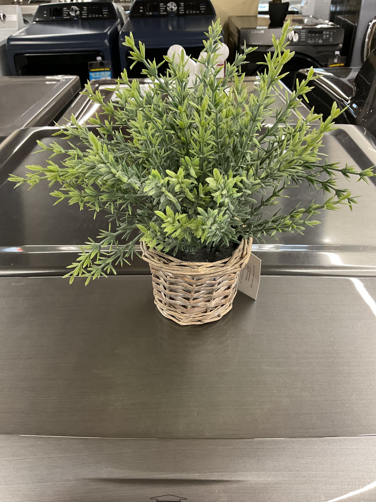 Herbe en pot -088152