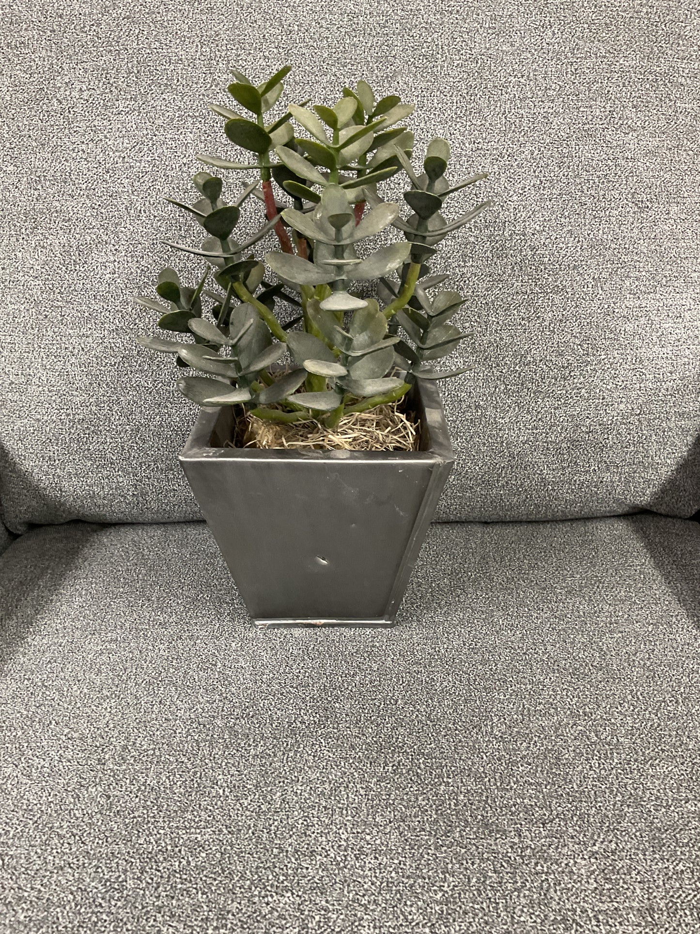 ASST. PROMO CACTUS ARGENT. POT-CAC000