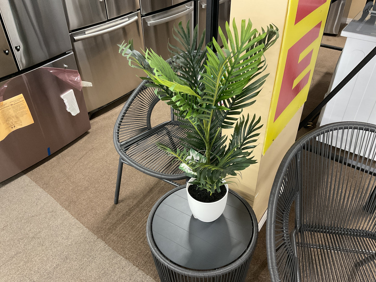 PLANTES PLMIER 28" - 0473