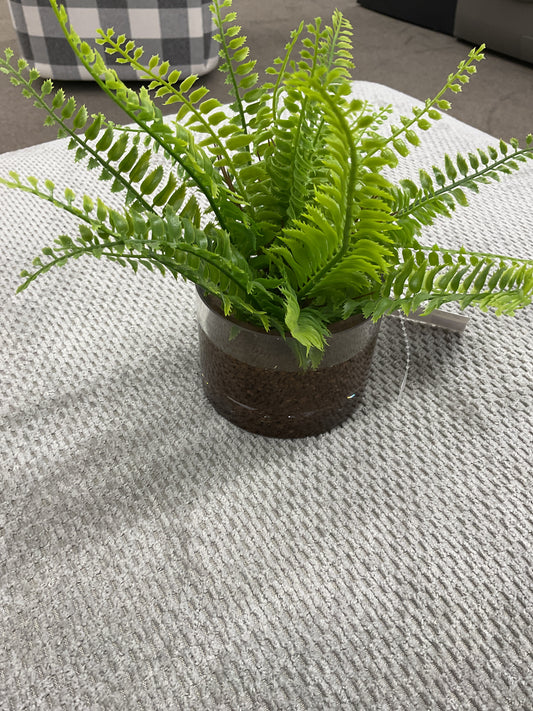 Fern Bowl - Decoration