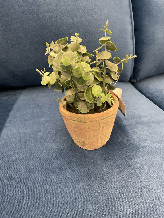 Plant Pot - Decoration