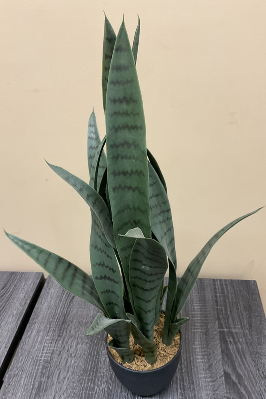 PLANTE DE SANSEVERIA