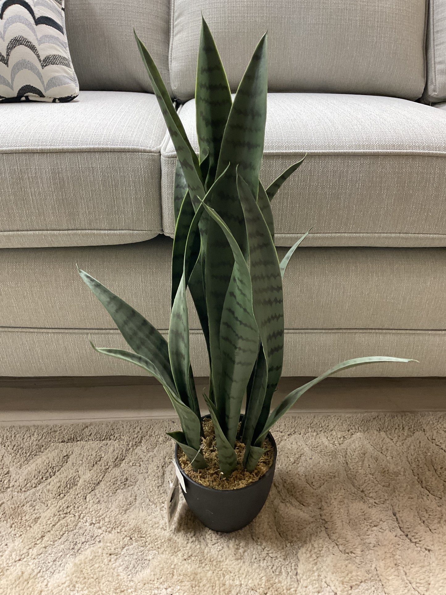 PLANTE DE SANSEVERIA - L850