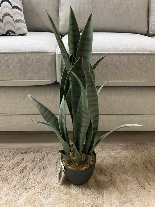 PLANTE DE SANSEVERIA - L850