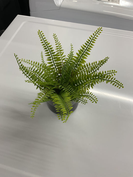 BOSTON FERN