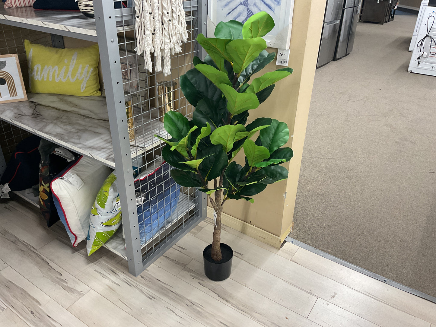 PLANTES FIGUIER 47" - 0473