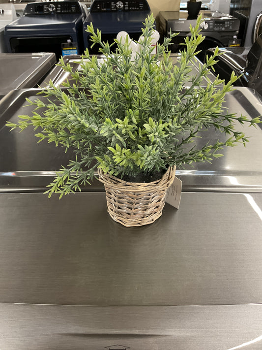 Herbe en pot -088152