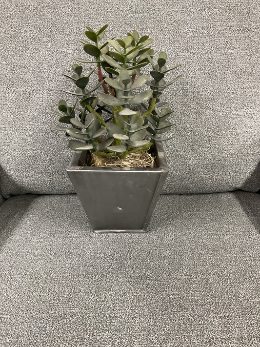ASST. PROMO CACTUS SILV. POT -CAC000