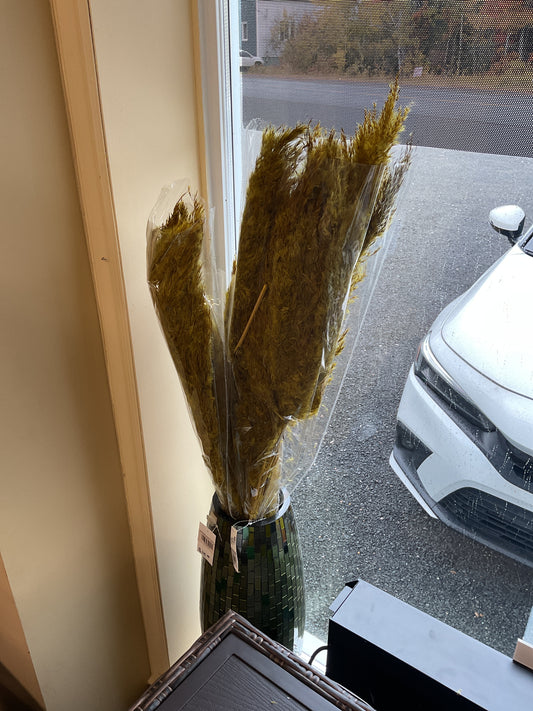 HERBE JAUNE SÉCHÉE DE LA PAMPA - 0473