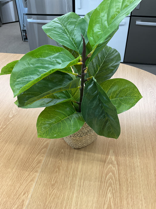 Plant Basket - Decoration