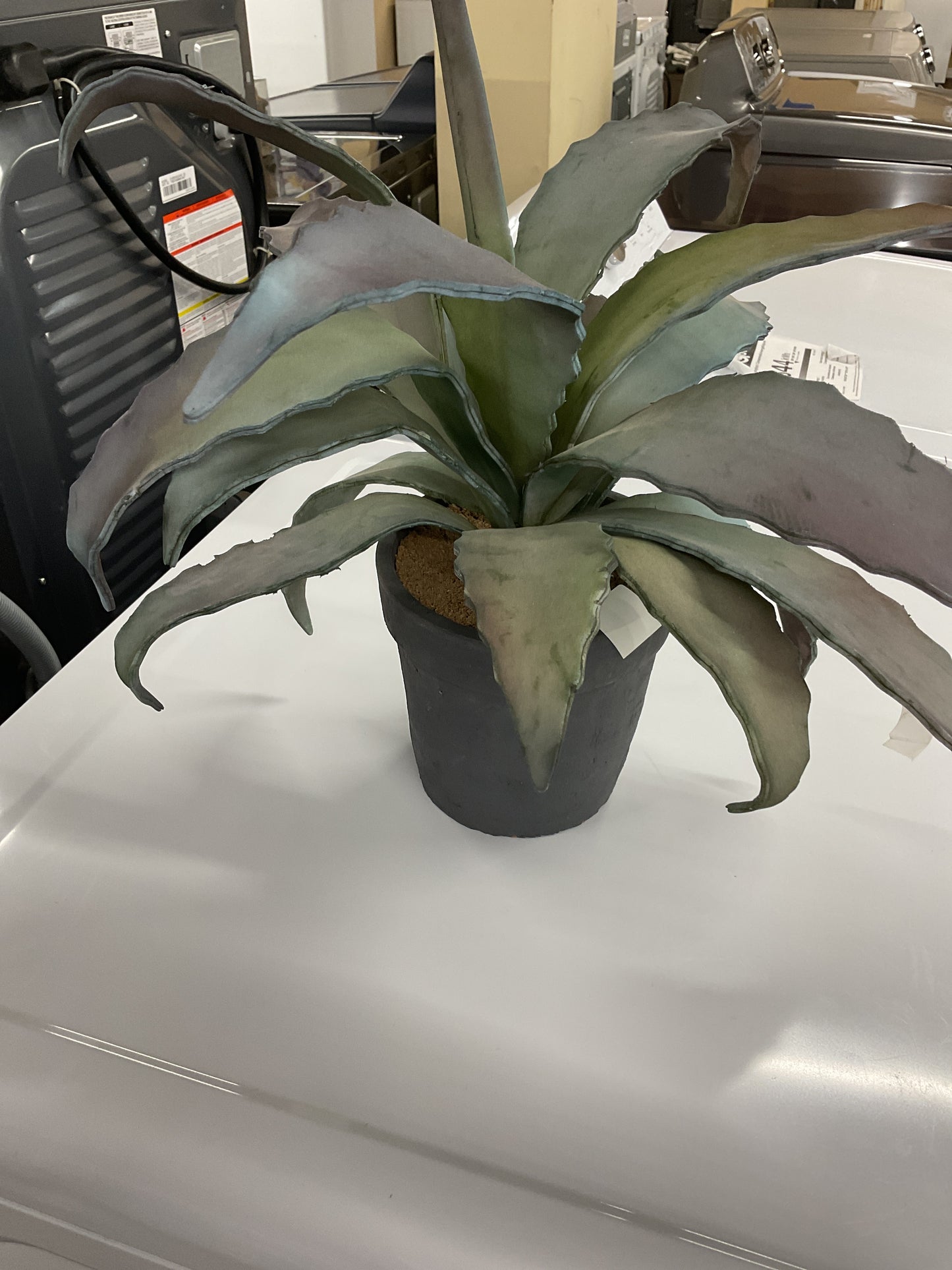 PLANT